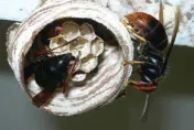被螫到「全身發黑」！瑞芳虎頭蜂攻擊2死　醫揭致命關鍵呼吸道全堵住了