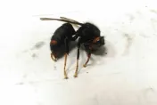 惡名昭彰！螫死2人「黃腳虎頭蜂」體型曝　攻擊性強、名列世界十大最危險昆蟲
