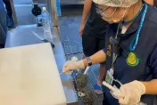 影/滑蛋蝦仁藏沙門氏菌！高雄情侶食物中毒「上吐下瀉30次」　餐廳勒令停業3天