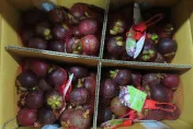 食藥署邊境查驗9產品不合格！ 　「日本丁香魚、泰國山竹」都檢出重金屬超標