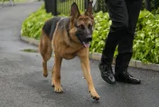 拜登愛犬「指揮官」再傳咬傷特勤人員　已是第11次「犯案」