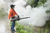登革熱燒不停！中秋前沒壓下恐更糟　忽略「這動作」百隻病蚊一次誕生