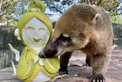 動物也要過中秋！高雄壽山動物園送上嫦娥、吳剛造型柚　吃相萌翻天