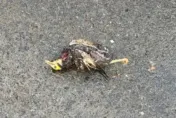 影/砰！家八哥飛觸電纜成「鳥仔巴」　害苗栗頭份439戶停電半小時