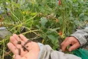 宜蘭爆蟲蟲危機！旋流路作物爬滿「甜菜夜蛾幼蟲」　農民心血一夕全啃光