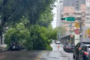 小犬颱風/強風釀北市災情！松山驚見路樹攔腰折斷　警急協助移除