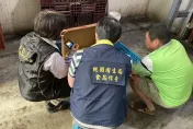 衛福部稱市面無美豬卻被查15萬公斤　粉專質疑：有掌握為何追不回來？