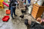 影/遭控基隆山區「丟包」28隻犬貓！竹縣動保所澄清好心幫忙運載…譴責飼主個人行為