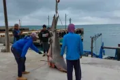 影/澎湖2母鯊入侵「偷吃養殖海鱺」　3年來第3次犯案