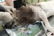 歹毒飼主惡意解繩放比特犬遊蕩　浪浪遭咬死傷口爬滿蛆不治身亡