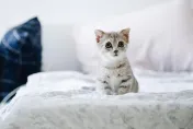 流浪貓腸道寄生蟲引嚴重水痢！獸醫師示警：勿擅自購買中藥驅蟲