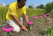 影/佛經驅鳥新招！雲林稻農突發奇想　念佛機「渡化」…麻雀很有感