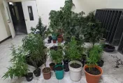 影/從泰國一路種到台灣！工寮、豪宅被改造成大麻「專業溫室」　2人被逮