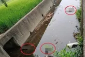 心如刀割！大里大排驚見「9命貓屍」　「腹部腫脹」疑遭下毒