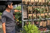 潛入店家15次偷走65株「鹿角蕨」　害店家損失9萬多！他稱：擺在家觀賞