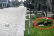 2歲女童遭羅威那犬咬傷！各地加大管制「狗嘴套」銷量激增　多間店鋪賣到斷貨