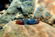保育類名單新增14種淡水魚　今年12/31前未登記「最重罰5萬」