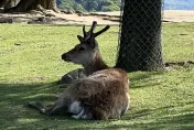 野生動物飼養場員工倒臥血泊中送醫不治　全身多處傷口疑遭鹿攻擊