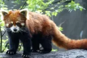 北市動物園將引進美、日小熊貓來台　最快年底有好消息