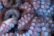82歲翁大啖活章魚竟被「觸手鎖喉」　引發心臟驟停送醫急救