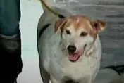 靈犬破案2/手跟頭顱都由狗找出　警跨海採樣找出死者身分