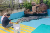 慟！「麻豆鱷魚王」灣鱷小河廈門離世海基會致哀　前飼主邱錫河：可能是思鄉而亡