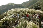 美翻了！草嶺古道芒花季11/4登場　銀色浪花中遠望龜山島