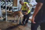長腿狗「掙斷鐵鍊偷溜」！一路跟屁他到警局　順利重逢鏟屎官