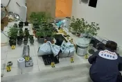 影/揪工友當「自耕農」！新竹木工細心呵護「大麻株」還沒長大就被逮