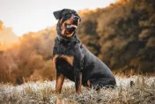 孕婦逛街逛一半！衰遭羅威那犬「天降砸中」　倒地急送醫