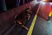 真的是小鹿亂撞！國道8號水鹿闖車道　遭噴飛慘亡車頭也稀爛