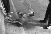 水鹿竄出挨撞橫死路邊！他肇事後逃逸「將吃罰單」　痛心畫面曝光