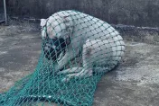 板橋「杜告犬」咬傷博美狗！飼主不繫繩、戴嘴套遭罰48萬　犬隻也遭沒入