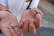 影/「撒釘怪客」出沒！沙鹿梧棲多車遇刺爆胎　警已掌握可疑對象
