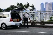 最高可領2千！檢舉「餵野生獼猴」可得罰鍰2成　已開罰4起