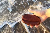 她在海邊「撿到烏魚子」！肥美畫面曝光　網驚：從柬埔寨來的？