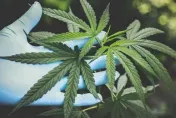 Joeman、吳祖倫快看！呼麻恐不孕　泌尿醫示警：膀胱癌風險增3.4倍