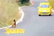 影/「你先請」！金絲猴與過路司機相互禮讓　網讚：文明出行樣板