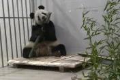 影/回家首餐曝！旅美貓熊美香一家三口抵陸　送臥龍基地隔離檢疫1個月