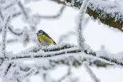 急凍！冷空氣強勢襲來　韓國多地出現零下低溫、漢拿山降下初雪