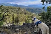 忠犬小八真實版！71歲翁帶狗攀3800米高峰喪命　牠伴遺體3個月「瘦如柴」