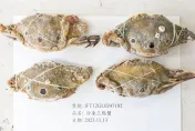 巴基斯坦三點蟹再驗出重金屬鎘超標！近1萬5千公斤螃蟹全數銷毀