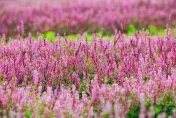走入桃樂絲的奇幻國度！桃園仙草嘉年華「紫爆」登場