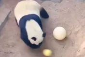 影/可參加世界盃！大貓熊飛雲猛踢足球　網笑翻：真的有練過