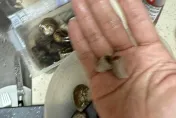 影/蛤蜊會抽菸？好市多密封蛤蜊驚見「菸屁股」　北市衛生局將追查