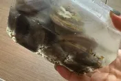 快訊/好市多「蛤蜊」爆藏「菸屁股」　食藥署證實「養殖場來自台灣」