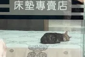 保證好睡！床墊專賣店驚見「最萌試躺員」　網笑：最佳代言喵