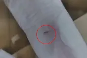 影/衛生棉不衛生！女大生拆開驚見「活蟲亂竄」　退款後竟遭報警提告