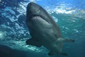 海中煉獄！美軍艦被擊沉近9百名船員落海　竟慘遭鯊魚瘋狂獵殺