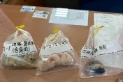 南投小吃店老闆吃河豚身亡！解剖推斷「食用過多」喪命
